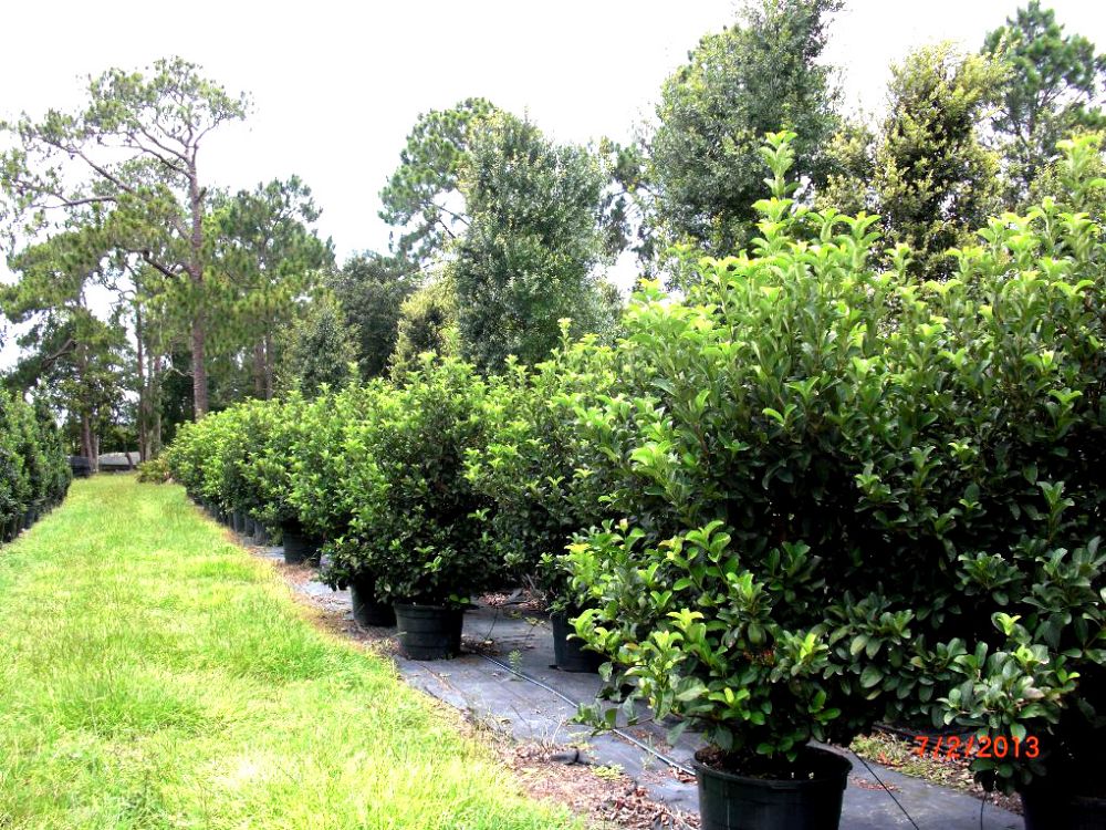 viburnum-odoratissimum-sweet-viburnum
