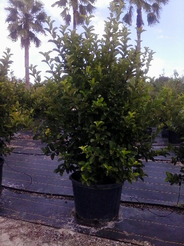viburnum-odoratissimum-sweet-viburnum