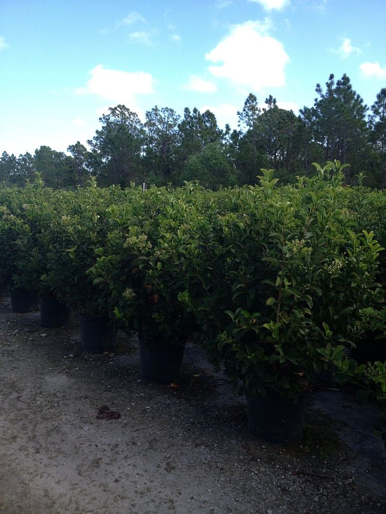 viburnum-odoratissimum-sweet-viburnum