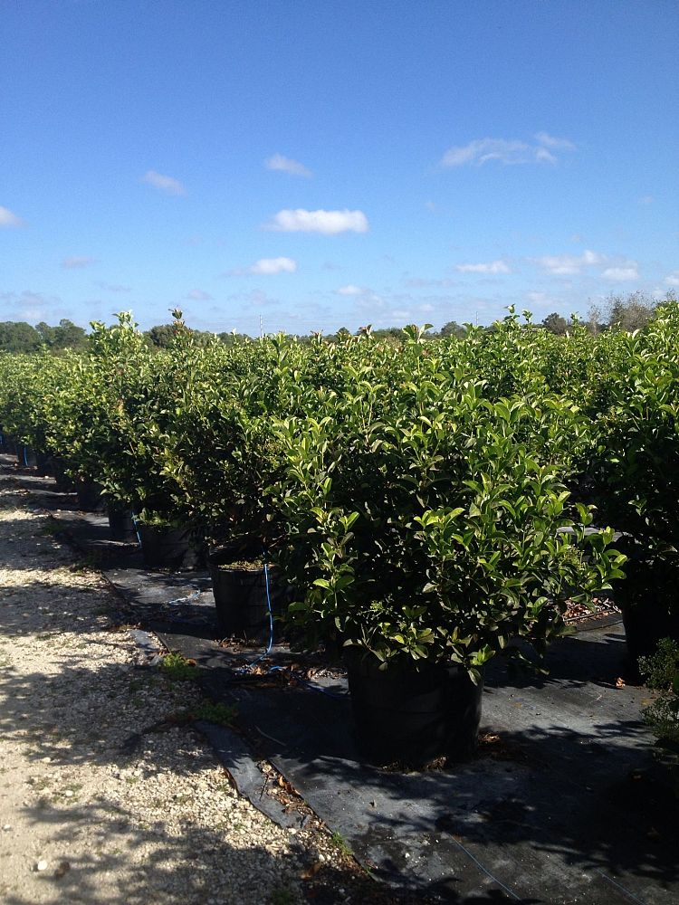 viburnum-odoratissimum-sweet-viburnum