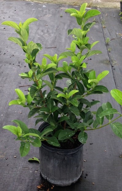 viburnum-odoratissimum-sweet-viburnum