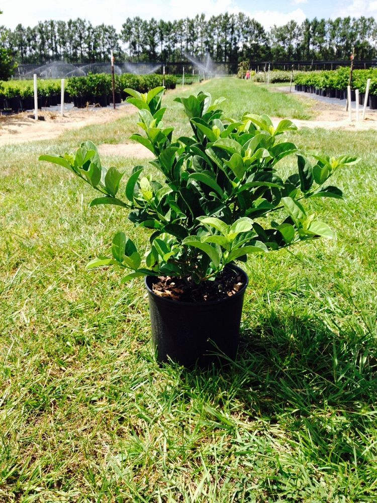 viburnum-odoratissimum-sweet-viburnum