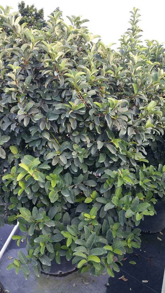 viburnum-odoratissimum-sweet-viburnum