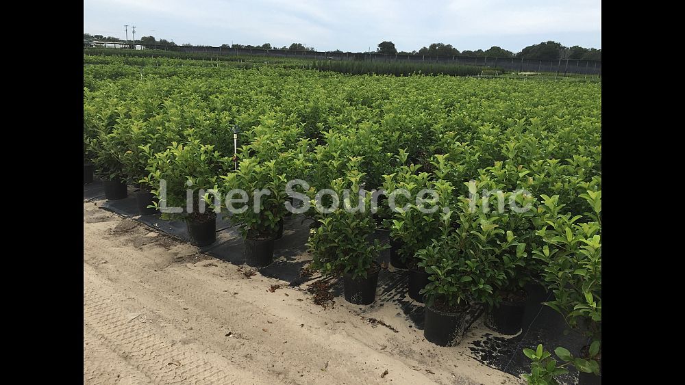 viburnum-odoratissimum-sweet-viburnum