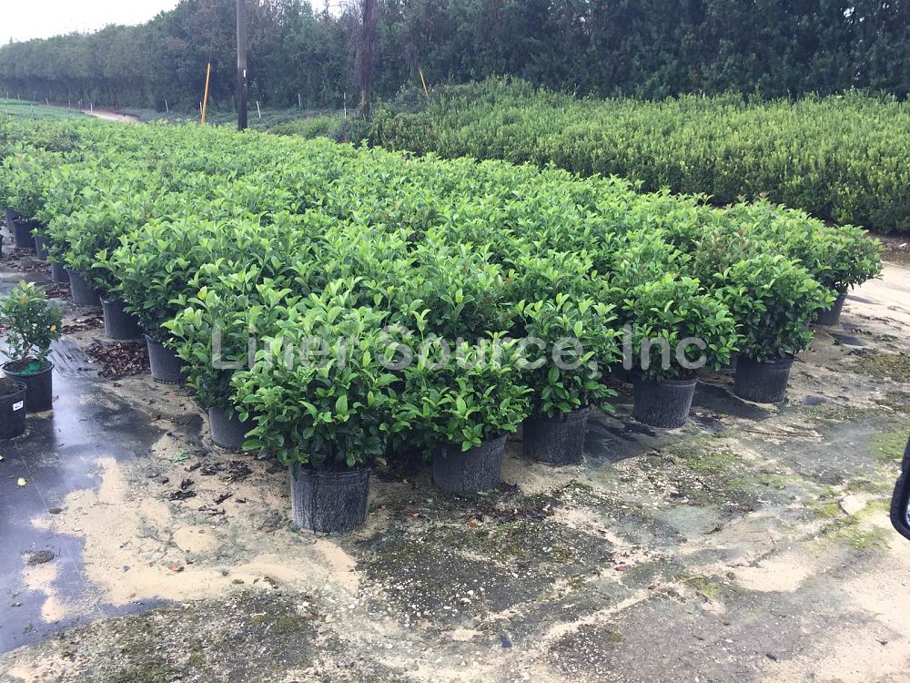 viburnum-odoratissimum-sweet-viburnum