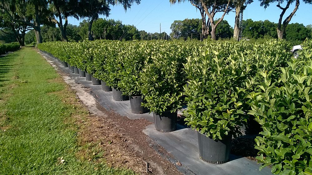 viburnum-odoratissimum-sweet-viburnum