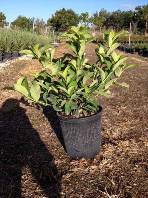viburnum-odoratissimum-sweet-viburnum