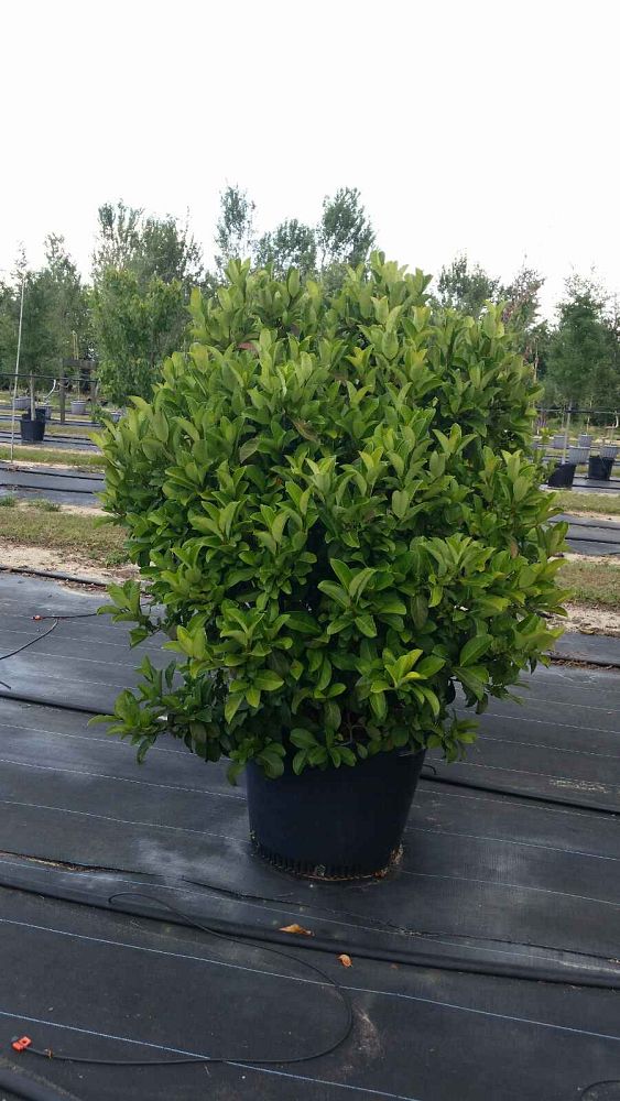 viburnum-odoratissimum-sweet-viburnum