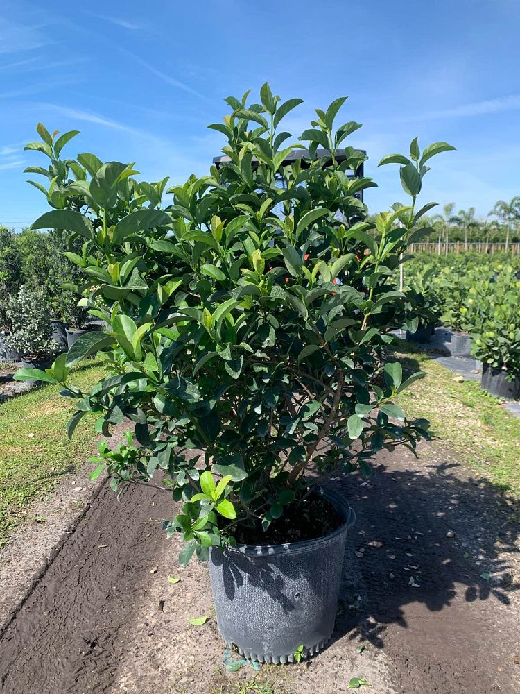 viburnum-odoratissimum-sweet-viburnum