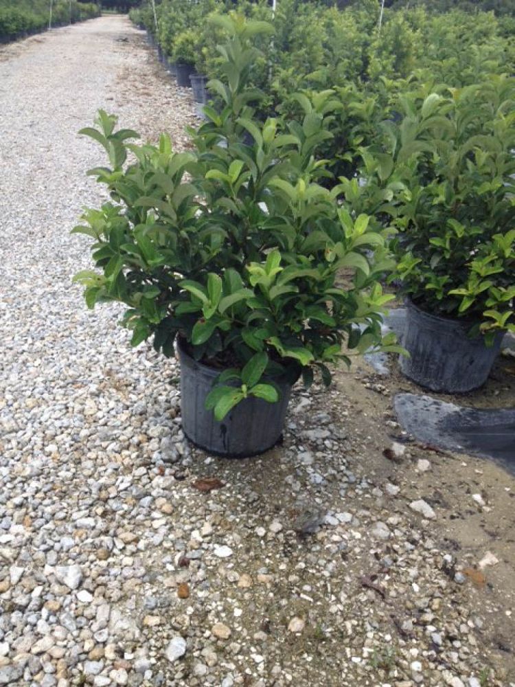 viburnum-odoratissimum-sweet-viburnum