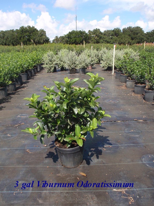 viburnum-odoratissimum-sweet-viburnum