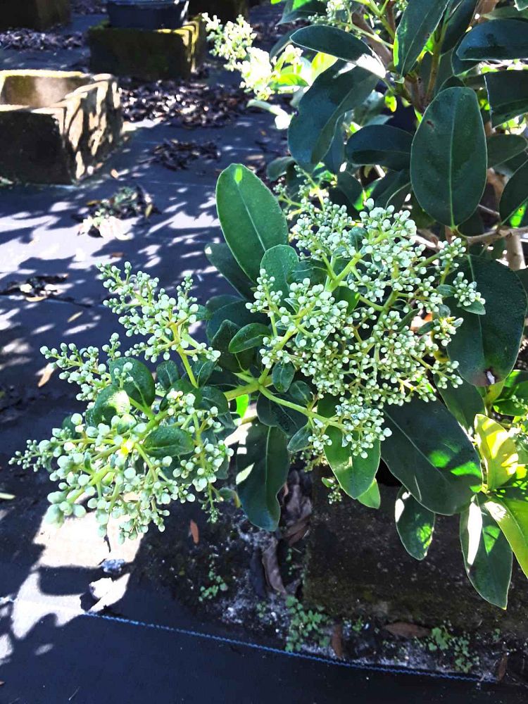 viburnum-odoratissimum-sweet-viburnum