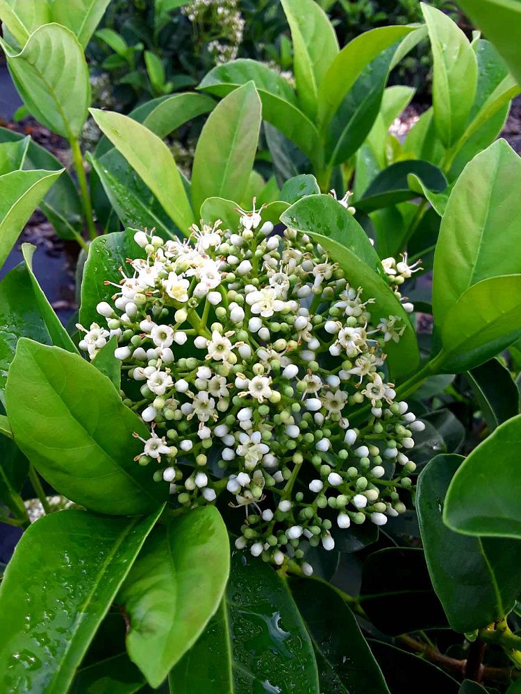 viburnum-odoratissimum-sweet-viburnum