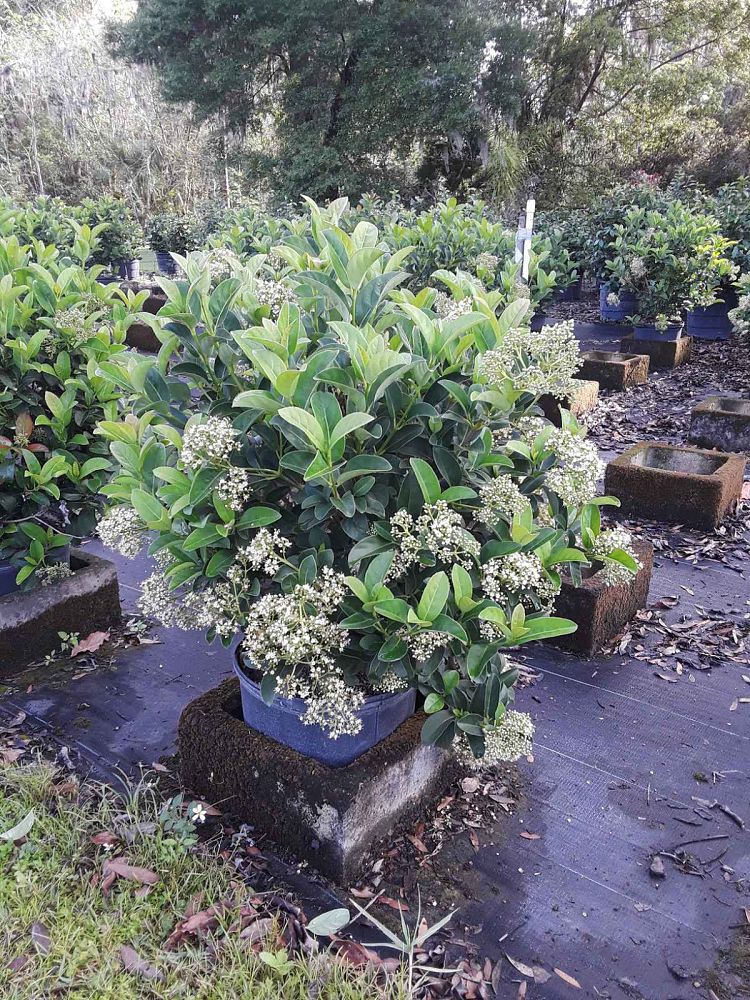 viburnum-odoratissimum-sweet-viburnum
