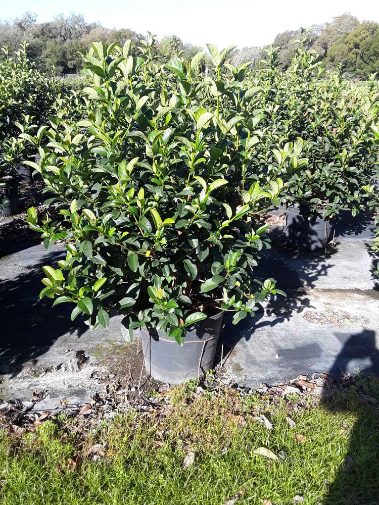 viburnum-odoratissimum-sweet-viburnum