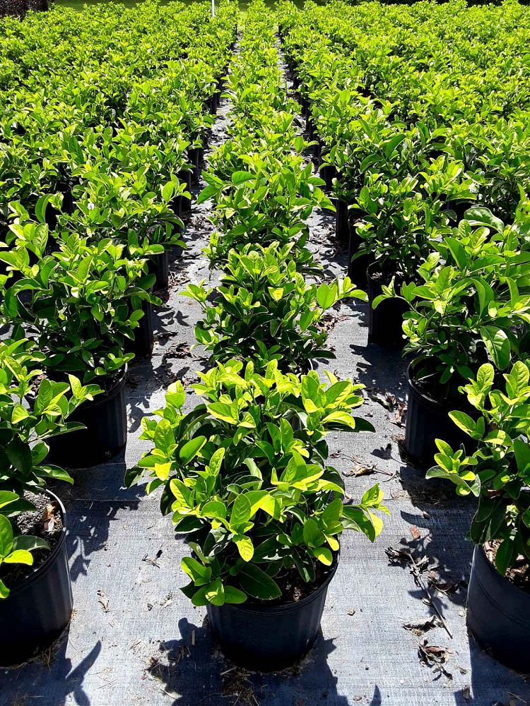 viburnum-odoratissimum-sweet-viburnum