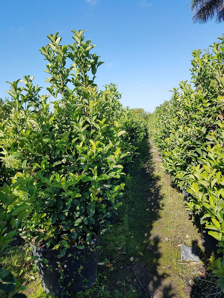 viburnum-odoratissimum-sweet-viburnum