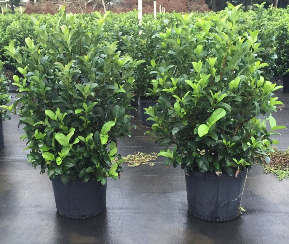 The Plant Connection,Inc.