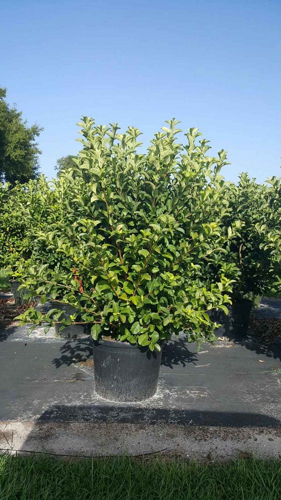 viburnum-odoratissimum-sweet-viburnum