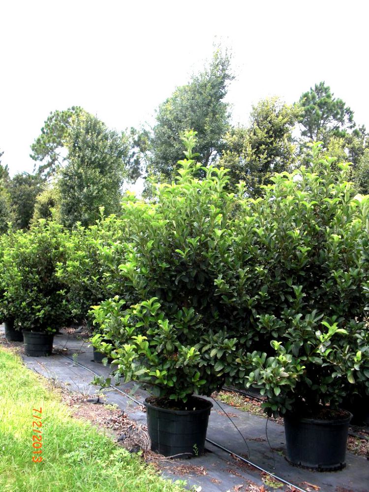 viburnum-odoratissimum-sweet-viburnum