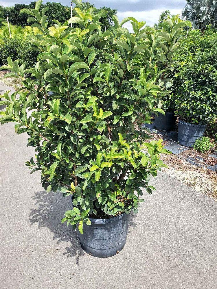 viburnum-odoratissimum-sweet-viburnum