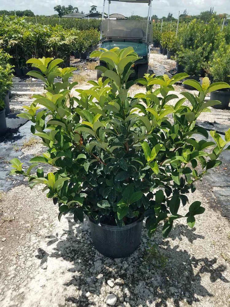 viburnum-odoratissimum-sweet-viburnum