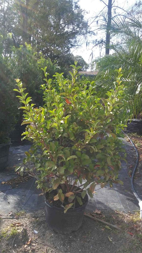 viburnum-odoratissimum-sweet-viburnum