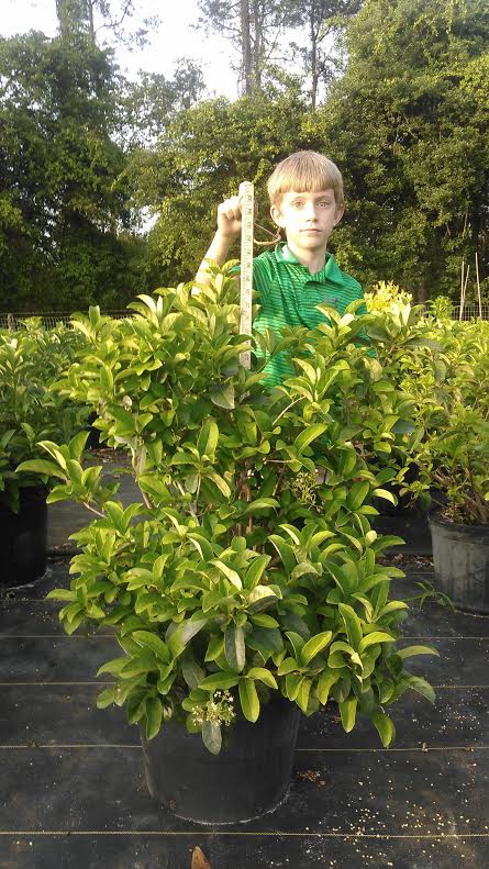 viburnum-odoratissimum-sweet-viburnum