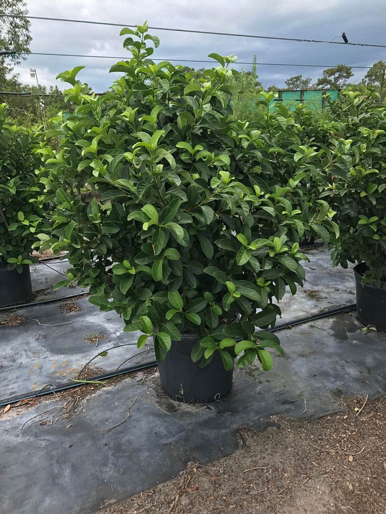 viburnum-odoratissimum-sweet-viburnum