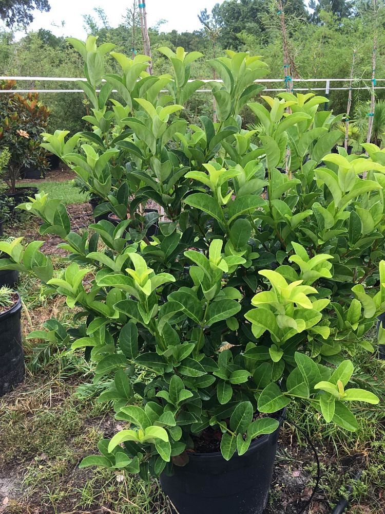 viburnum-odoratissimum-sweet-viburnum
