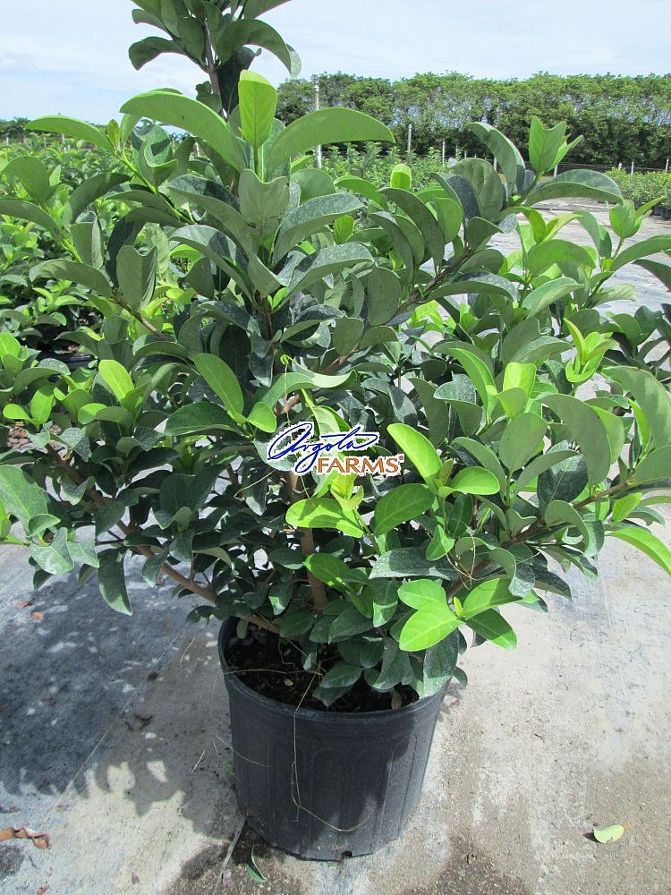 viburnum-odoratissimum-sweet-viburnum