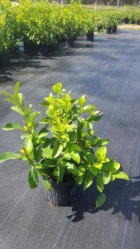 viburnum-odoratissimum-sweet-viburnum
