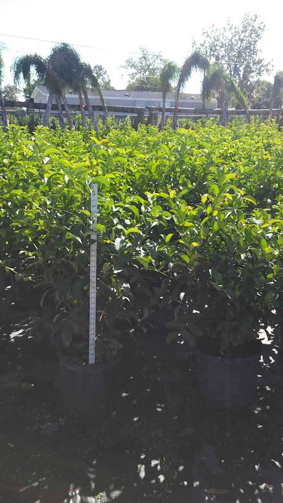 viburnum-odoratissimum-sweet-viburnum