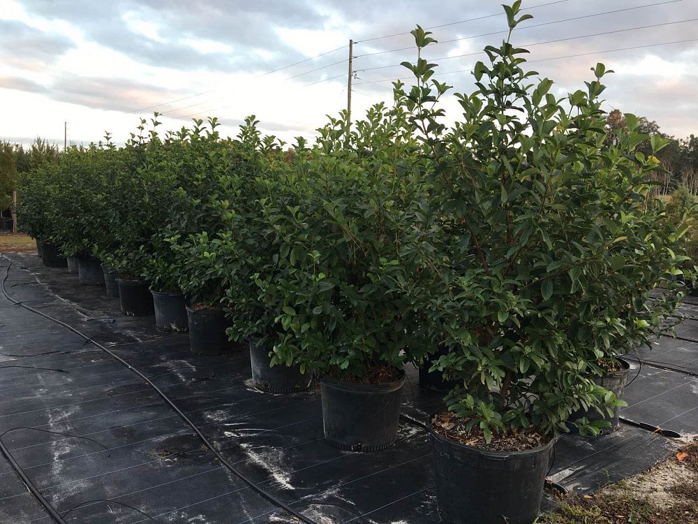 viburnum-odoratissimum-sweet-viburnum