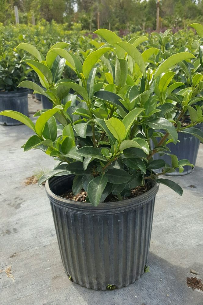 viburnum-odoratissimum-sweet-viburnum