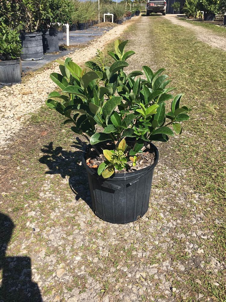 viburnum-odoratissimum-sweet-viburnum