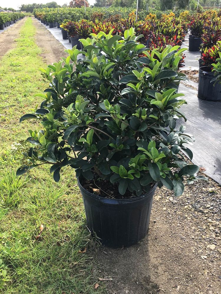 viburnum-odoratissimum-sweet-viburnum