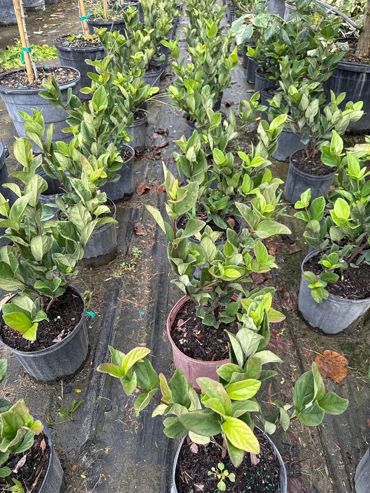 viburnum-odoratissimum-sweet-viburnum