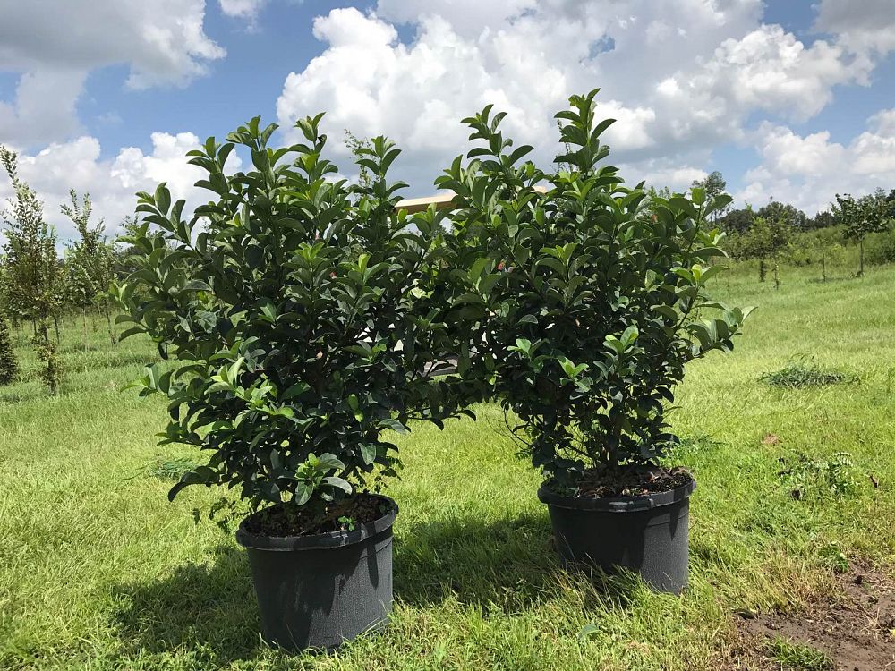 viburnum-odoratissimum-sweet-viburnum