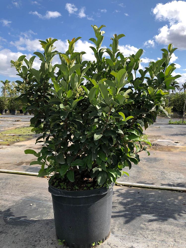 viburnum-odoratissimum-sweet-viburnum