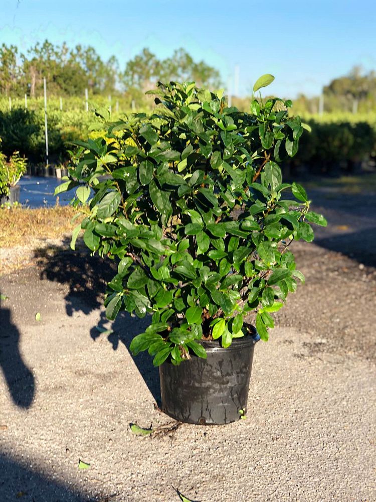 viburnum-odoratissimum-sweet-viburnum