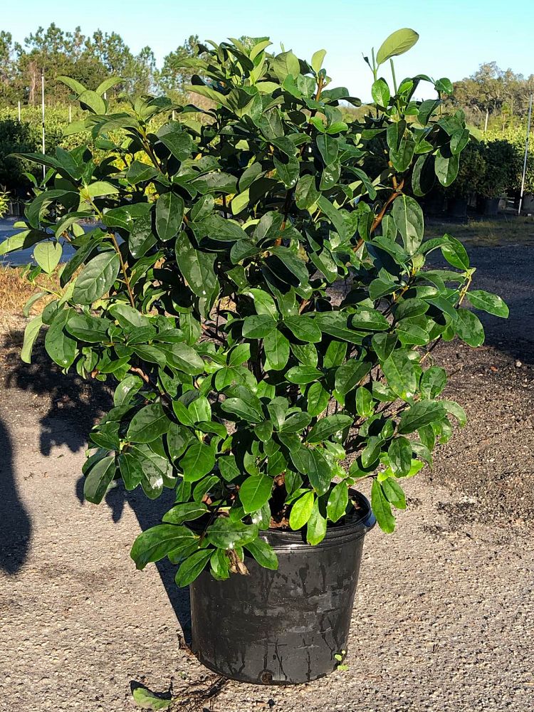 viburnum-odoratissimum-sweet-viburnum