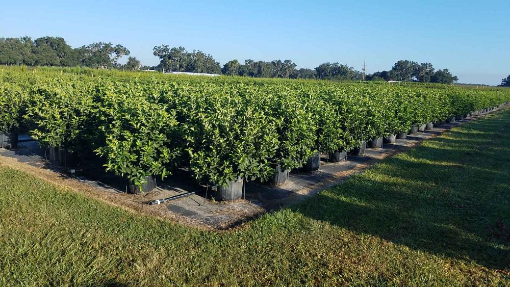 viburnum-odoratissimum-sweet-viburnum