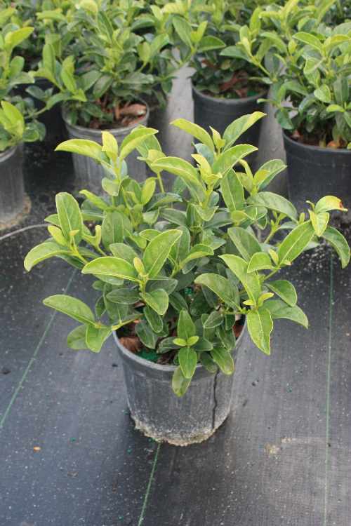 viburnum-odoratissimum-sweet-viburnum