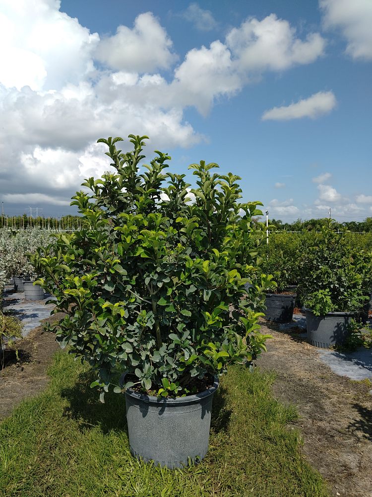 viburnum-odoratissimum-sweet-viburnum