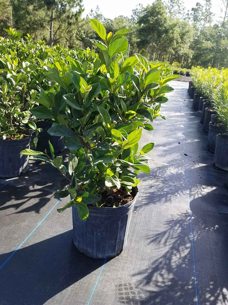 viburnum-odoratissimum-sweet-viburnum