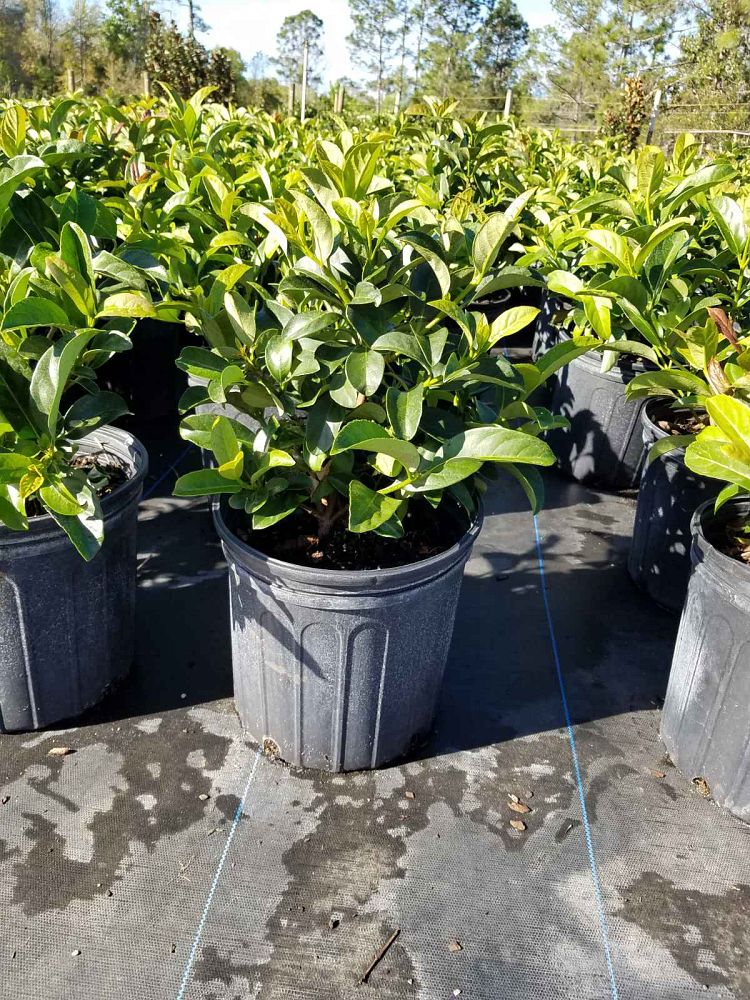 viburnum-odoratissimum-sweet-viburnum