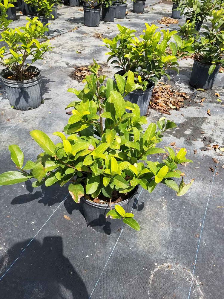 viburnum-odoratissimum-sweet-viburnum