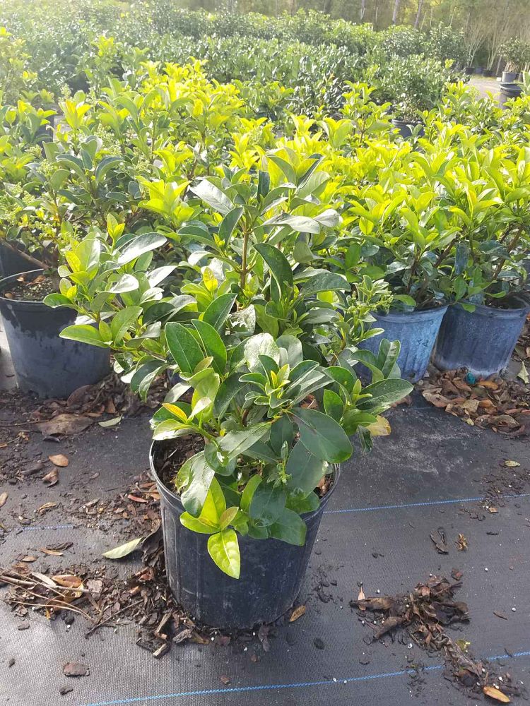 viburnum-odoratissimum-sweet-viburnum