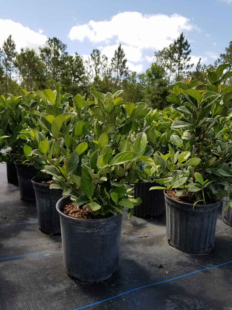 viburnum-odoratissimum-sweet-viburnum